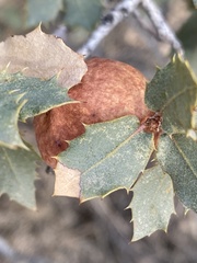 Atrusca brevipennata