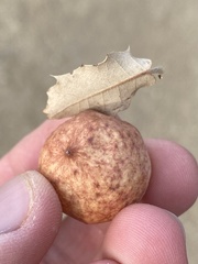 Atrusca brevipennata
