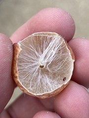 Atrusca brevipennata