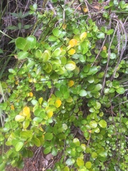 Coprosma neglecta