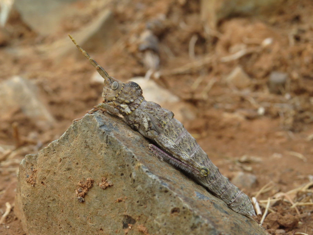 Purpurarian Stone Grasshopper