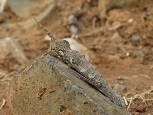 Purpurarian Stone Grasshopper
