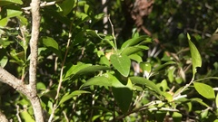 Schaefferia frutescens