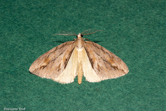 Pseudocoremia lupinata