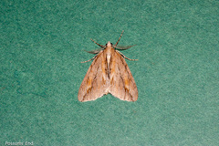 Pseudocoremia lupinata