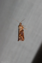 Harmologa scoliastis