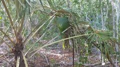 Coccothrinax proctorii