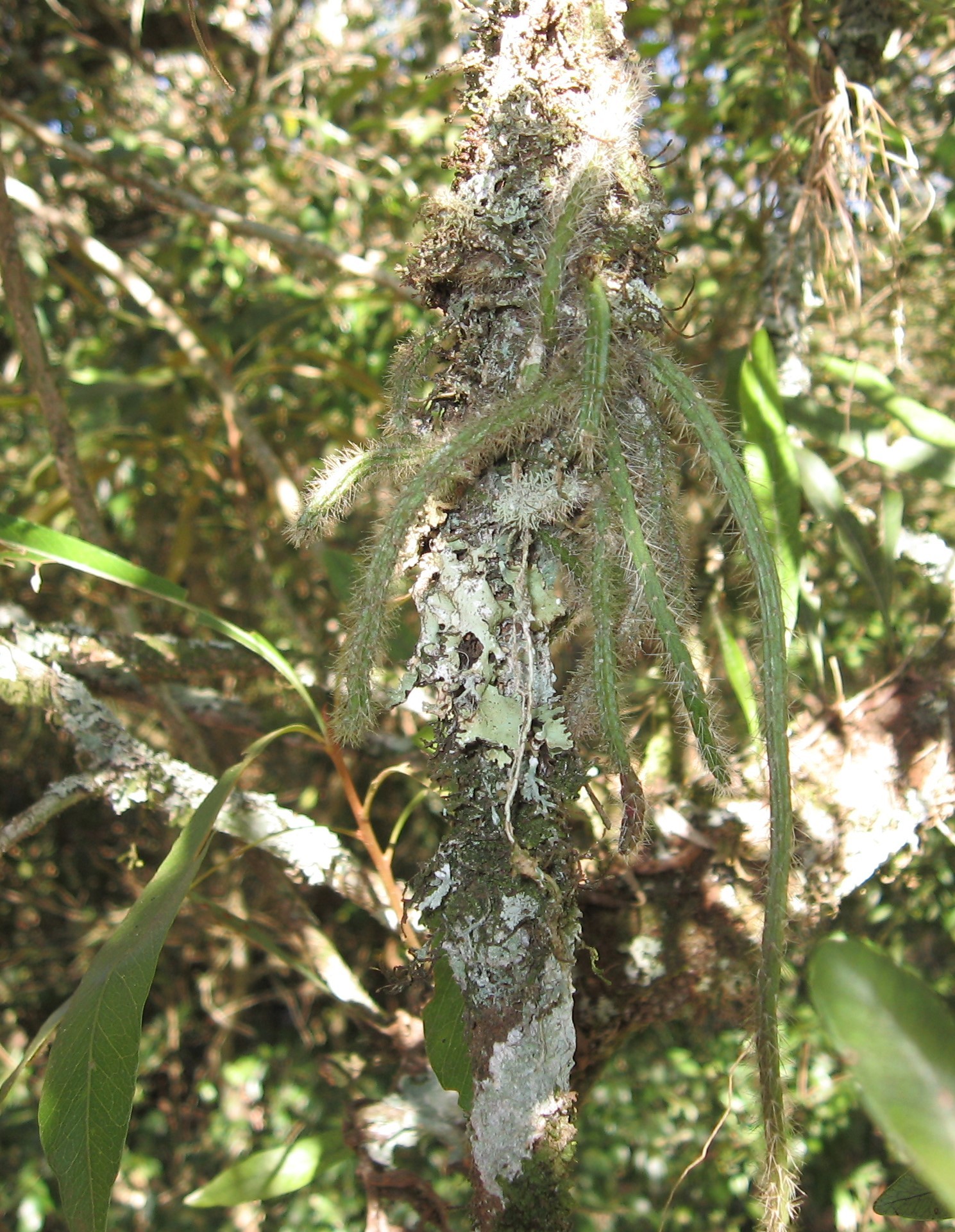 Lepismium lumbricoides
