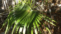 Coccothrinax proctorii