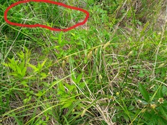Carex cherokeensis
