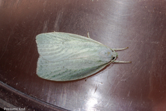 Nymphostola galactina