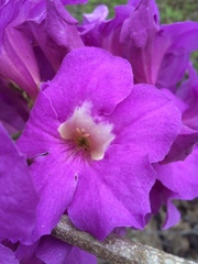 Fridericia schumanniana