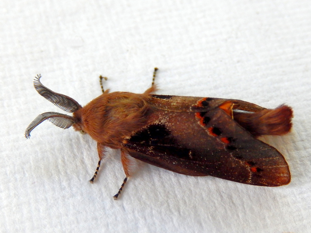 Pinara metaphaea