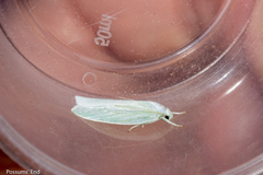 Nymphostola galactina