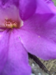 Fridericia schumanniana