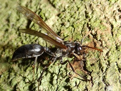Agelaia panamaensis