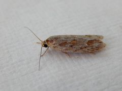 Phylomictis sarcinopa