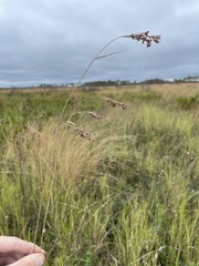 Rhynchospora microcarpa image