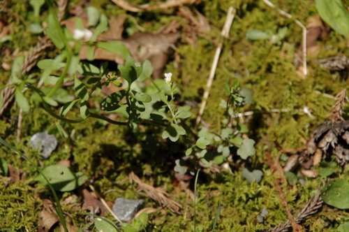 Image of Cardamine scutata by (c) Eric Knight, some rights reserved (CC BY)