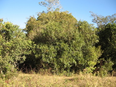 Pouteria salicifolia