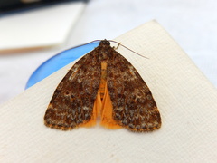 Parelictis saleuta