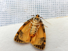 Parelictis saleuta