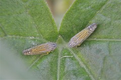 Graphocephala pulchra