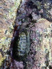 Chitonoidea