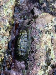 Chitonoidea
