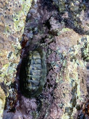 Chitonoidea