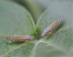 Graphocephala pulchra