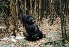 Gorilla beringei beringei