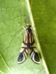 Macrostemum arcuatum