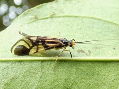 Macrostemum arcuatum