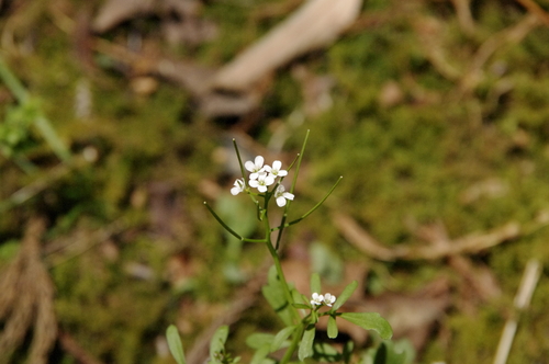 Image of Cardamine scutata by (c) Eric Knight, some rights reserved (CC BY)