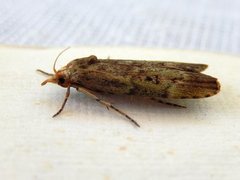 Heteromicta poeodes