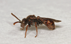 Nomada flavoguttata