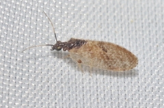 Sympherobius barberi