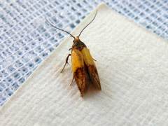 Hemibela