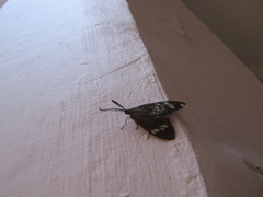 Cyclosia papilionaris