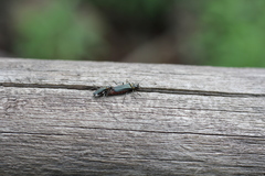 Chauliognathus magellanicus