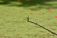 Rhyothemis phyllis apicalis