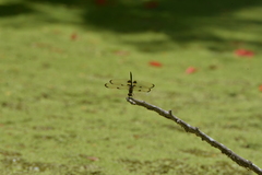 Rhyothemis phyllis apicalis