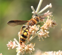 Xanthocampsomeris completa