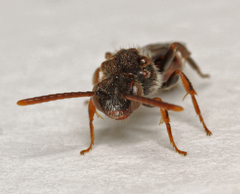 Nomada flavoguttata