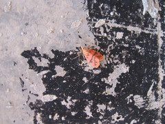 Miltochrista arcuata