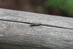 Chauliognathus magellanicus