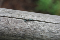 Chauliognathus magellanicus