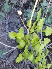 Pleurocoronis laphamioides