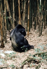 Gorilla beringei beringei
